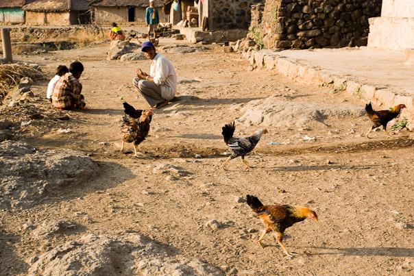 Hens, a morning at ally of Ekdara village