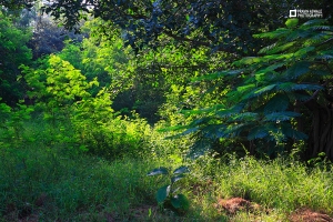 lush, green, morning, landscape